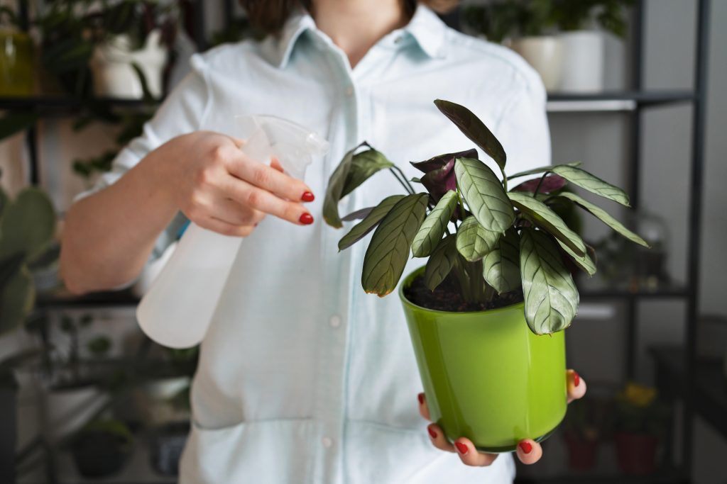 Cuidado de plantas de interior